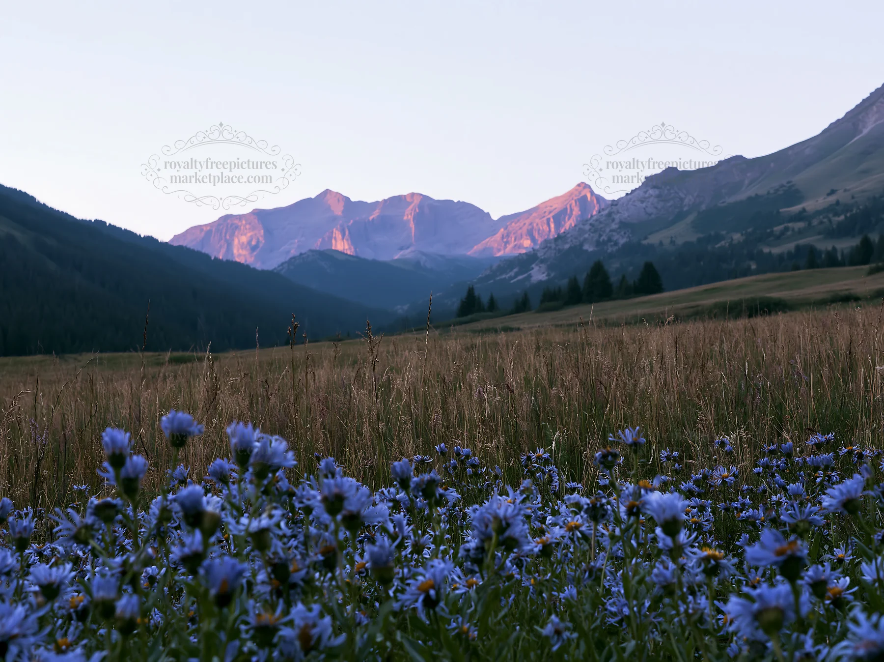 Mountain pass meadow with wildflowers and mountains in background - AI-generated stock image