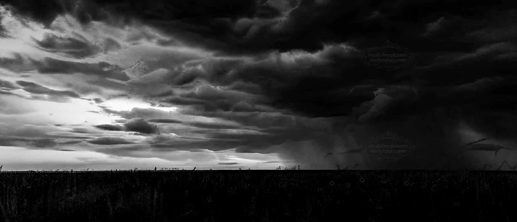 Black and white biodiverse meadow under a cloudy sky at sunset - AI-generated stock image