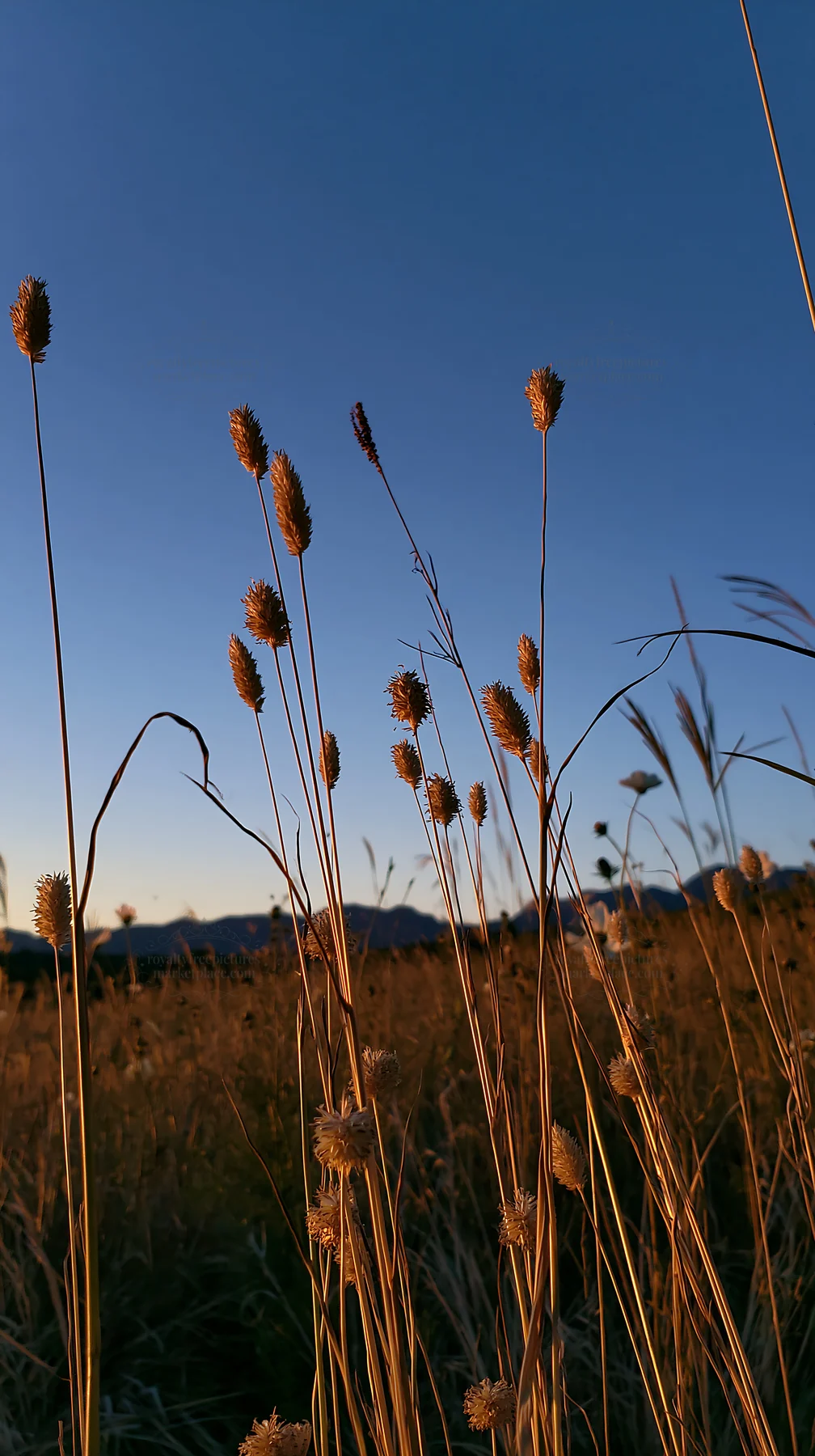 Okayama golden meadow with seedhead foreground - AI-generated stock image