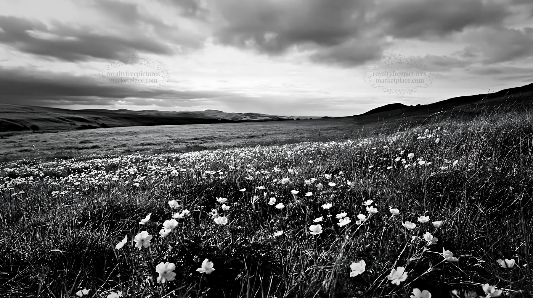 Cloudy meadow with pasque flower blooms in black and white - AI-generated stock image