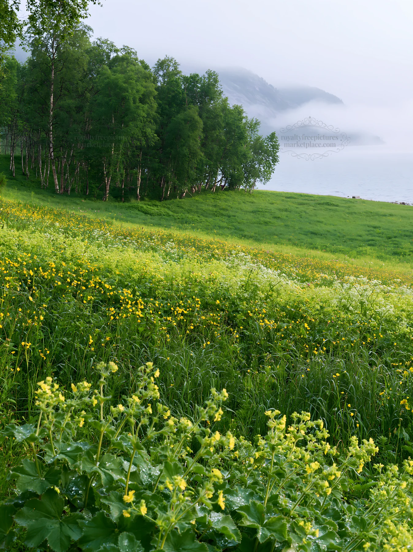Fjord meadow with flowers and trees by the water - AI-generated stock image