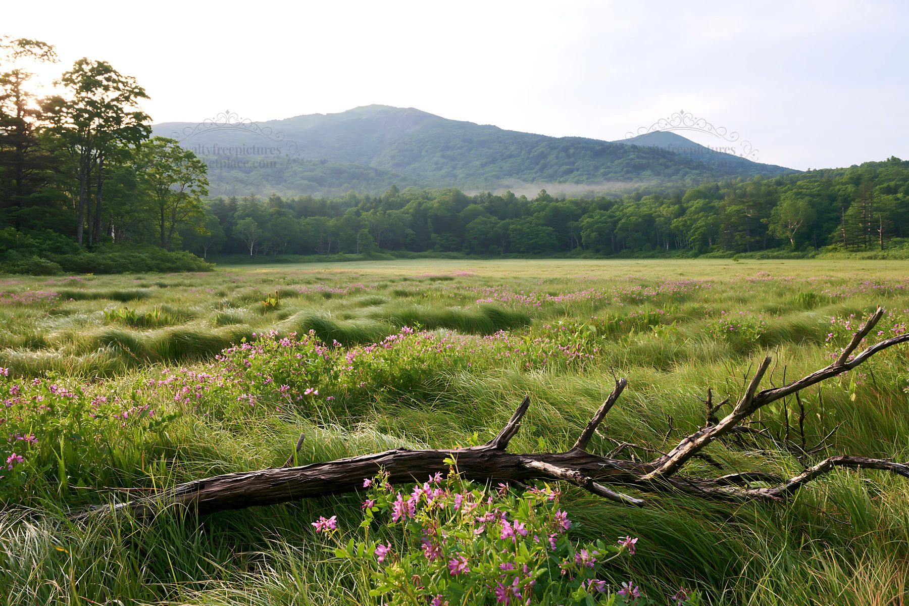 Yamagata rewilded meadow with fallen branch in the foreground - AI-generated stock image