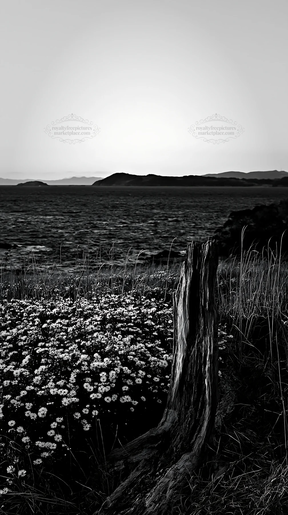 Nagasaki coastal meadow with driftwood and flowers at dusk - AI-generated stock image