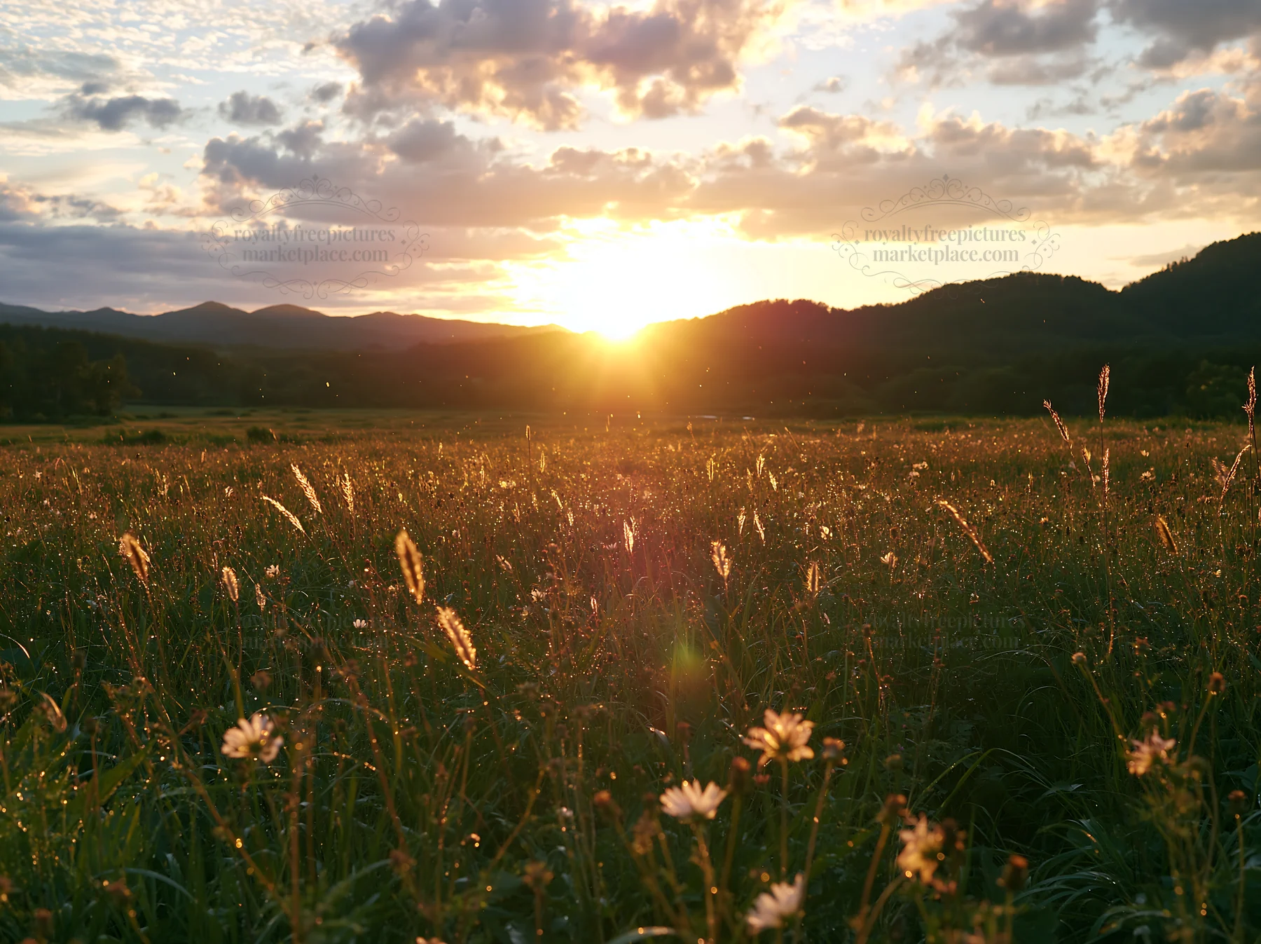 Iwate rain refreshed meadow seedhead foreground - AI-generated stock image