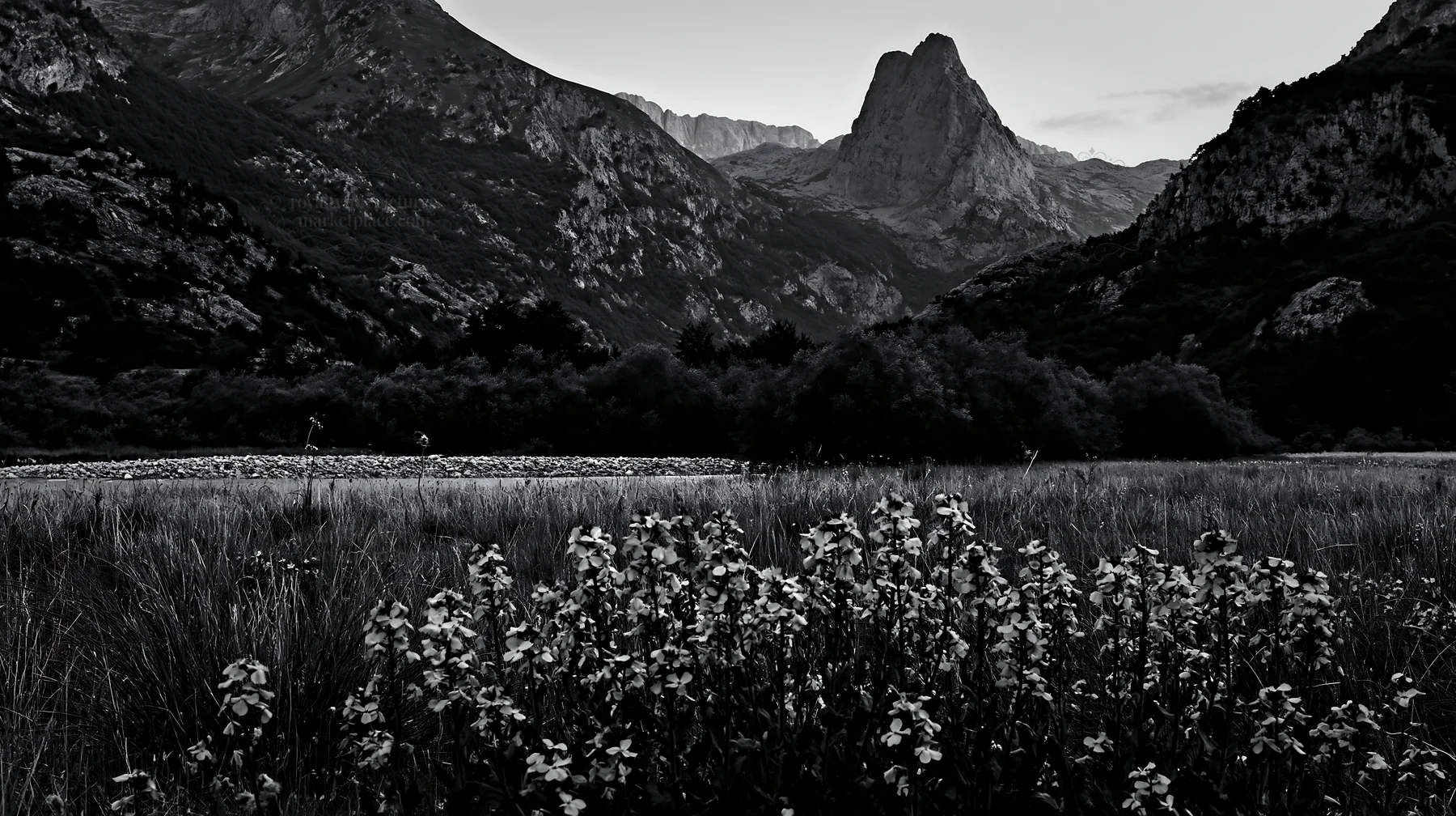 Night blooming meadow under mountains in black and white - AI-generated stock image