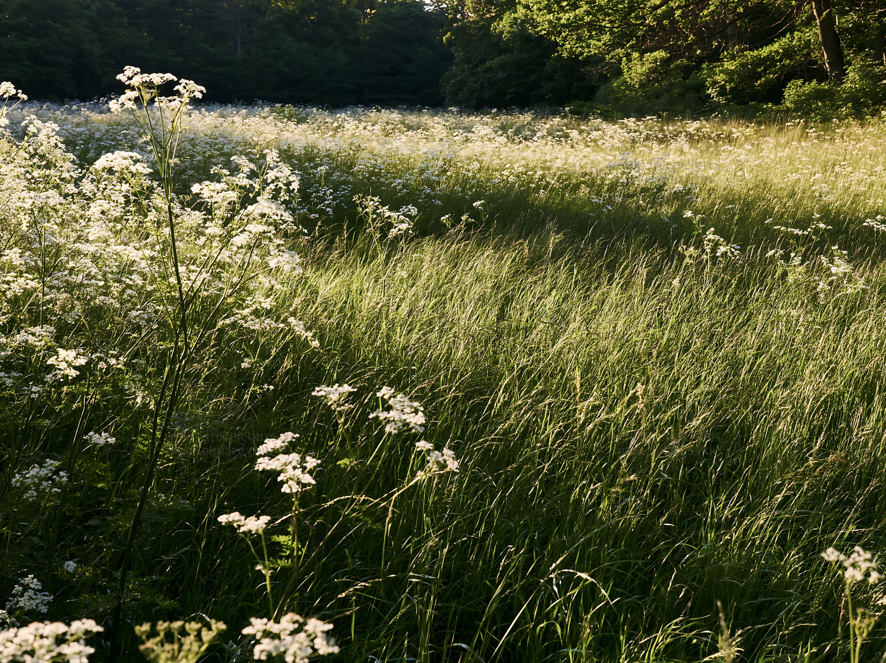 Cow parsley meadow with tall grass in evening light - AI-generated stock image