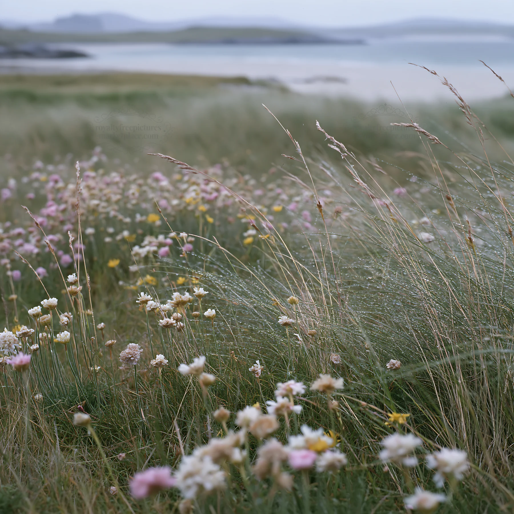 Machair beach meadow with wildflowers and coastline view - AI-generated stock image