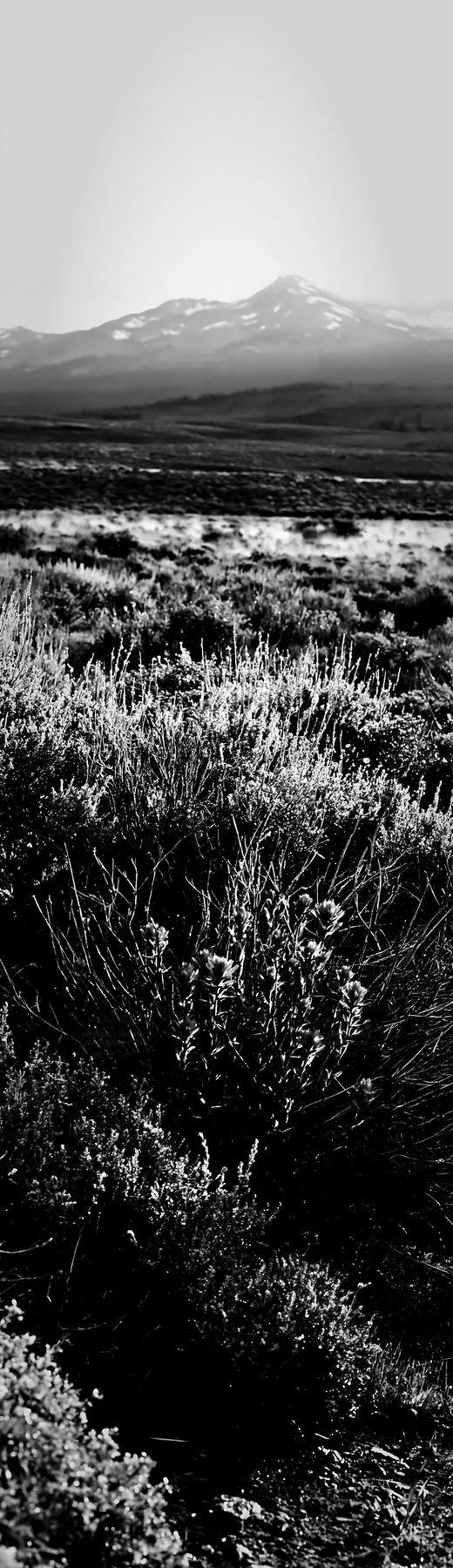 Black and white sagebrush meadow light with wildflowers in a vast landscape - AI-generated stock image