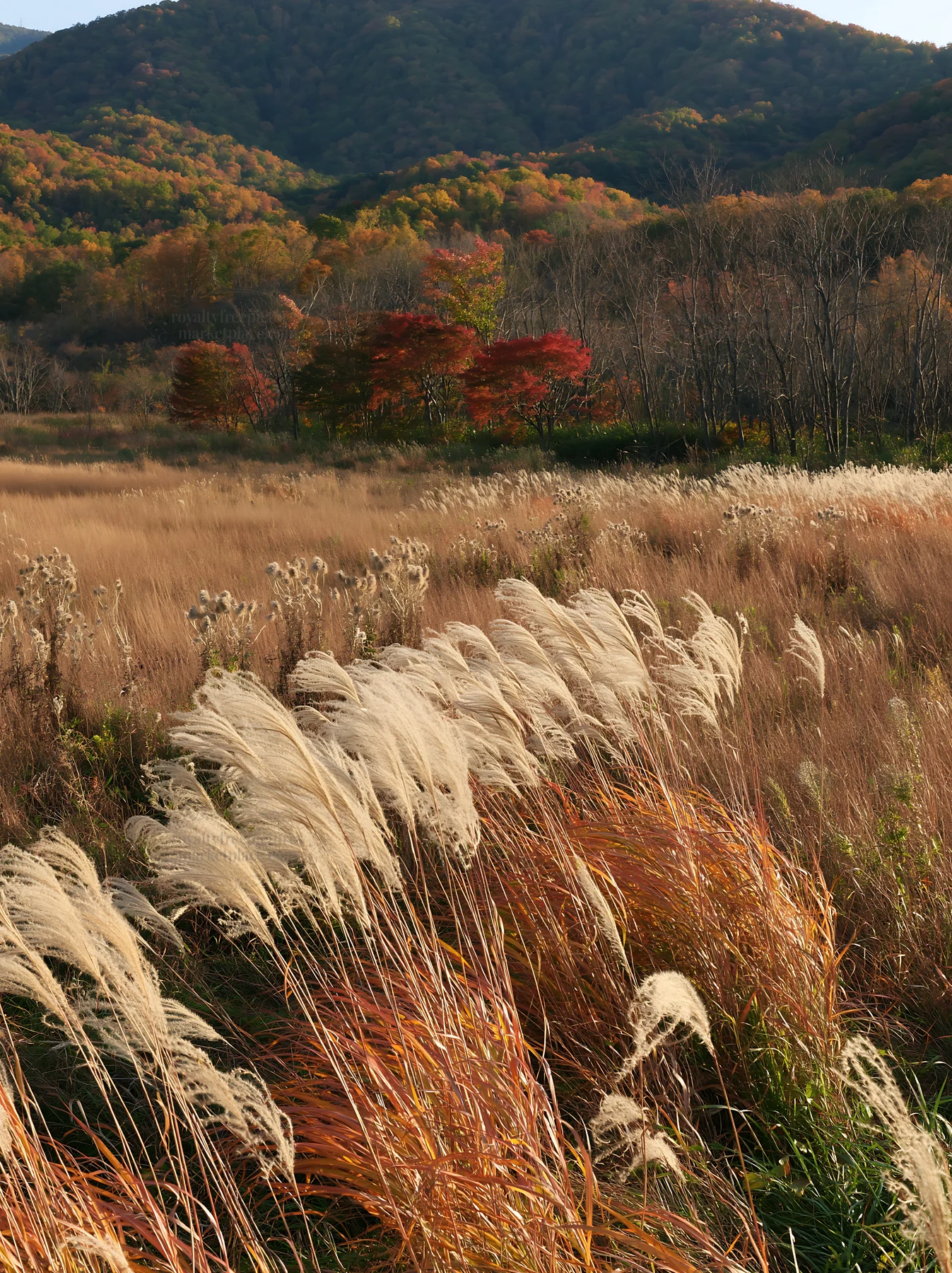 Aichi restored meadow autumn seedheads foreground captures nature - AI-generated stock image
