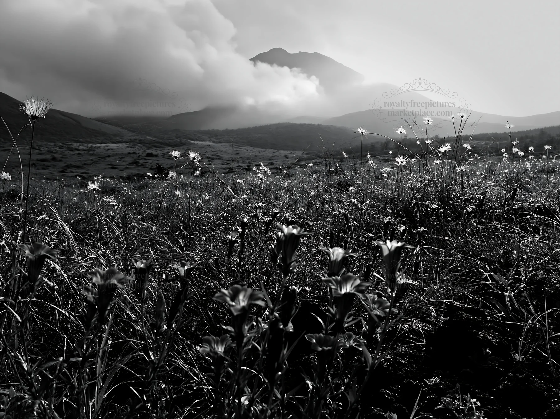 Kagoshima volcanic meadow with pugmice and clouds - AI-generated stock image