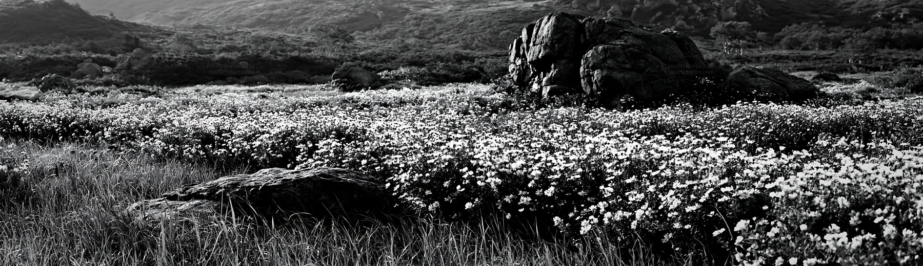Black and white aomori climate resilient meadow with boulder - AI-generated stock image