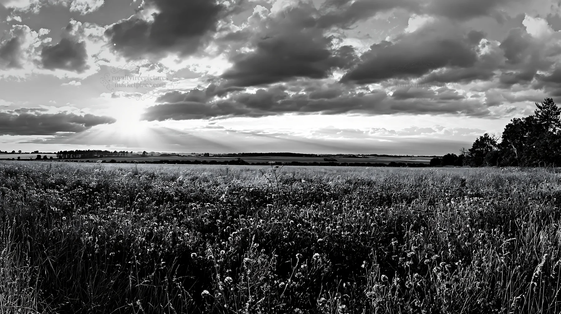 Cornflower meadow with clouds and sun rays at dusk - AI-generated stock image