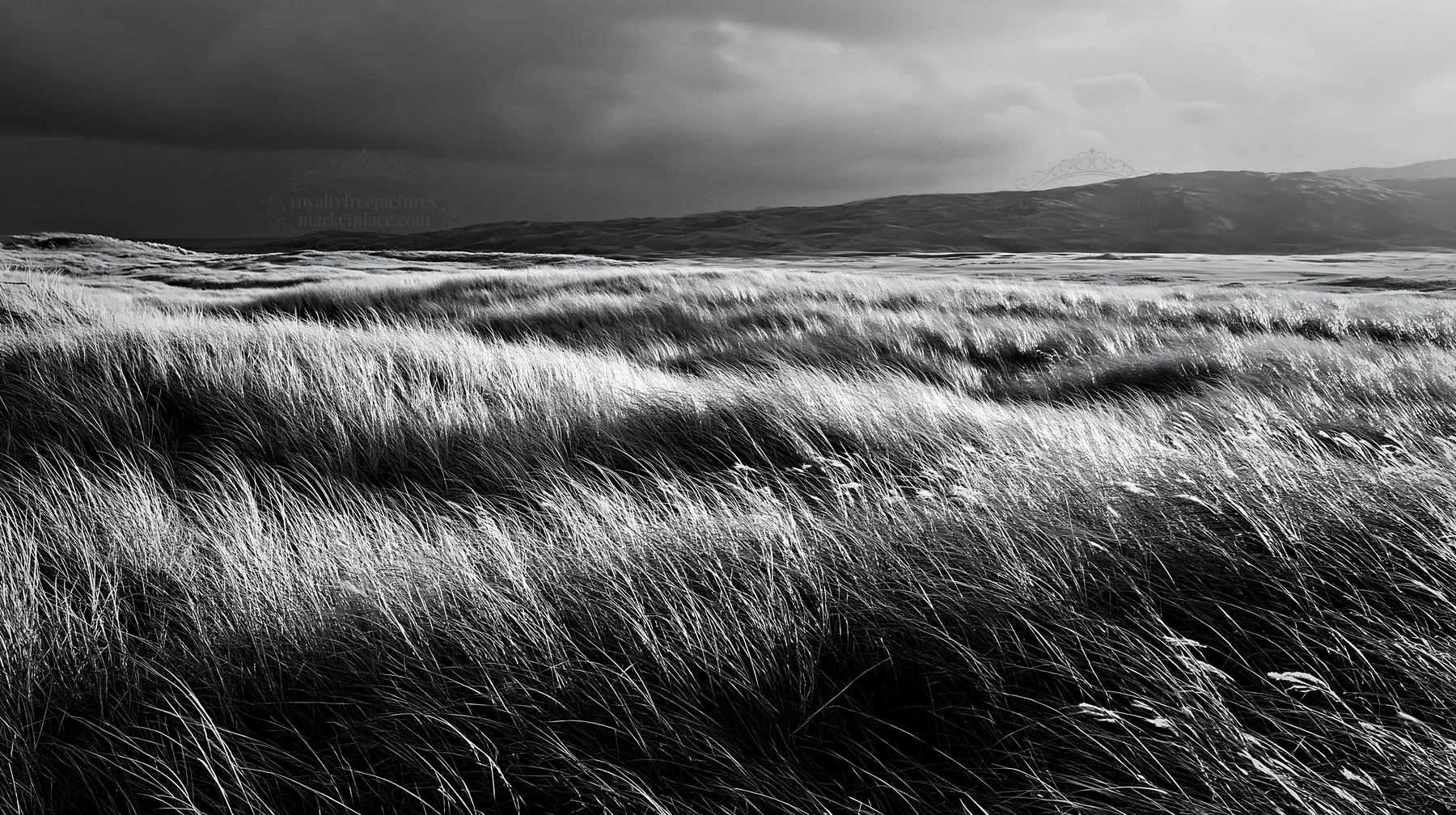 Windy meadow with dune grasses in Tottori - AI-generated stock image