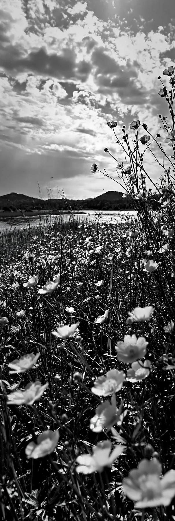 Lakeside meadow with flowers and water in Germany - AI-generated stock image