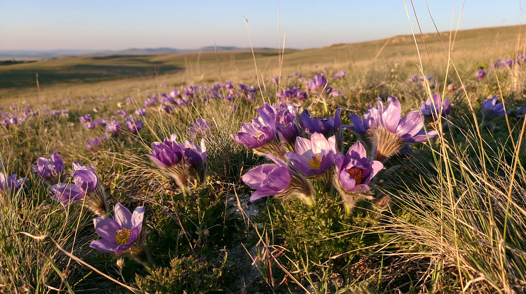 Sunny limestone meadow with purple flowers in the foreground - AI-generated stock image