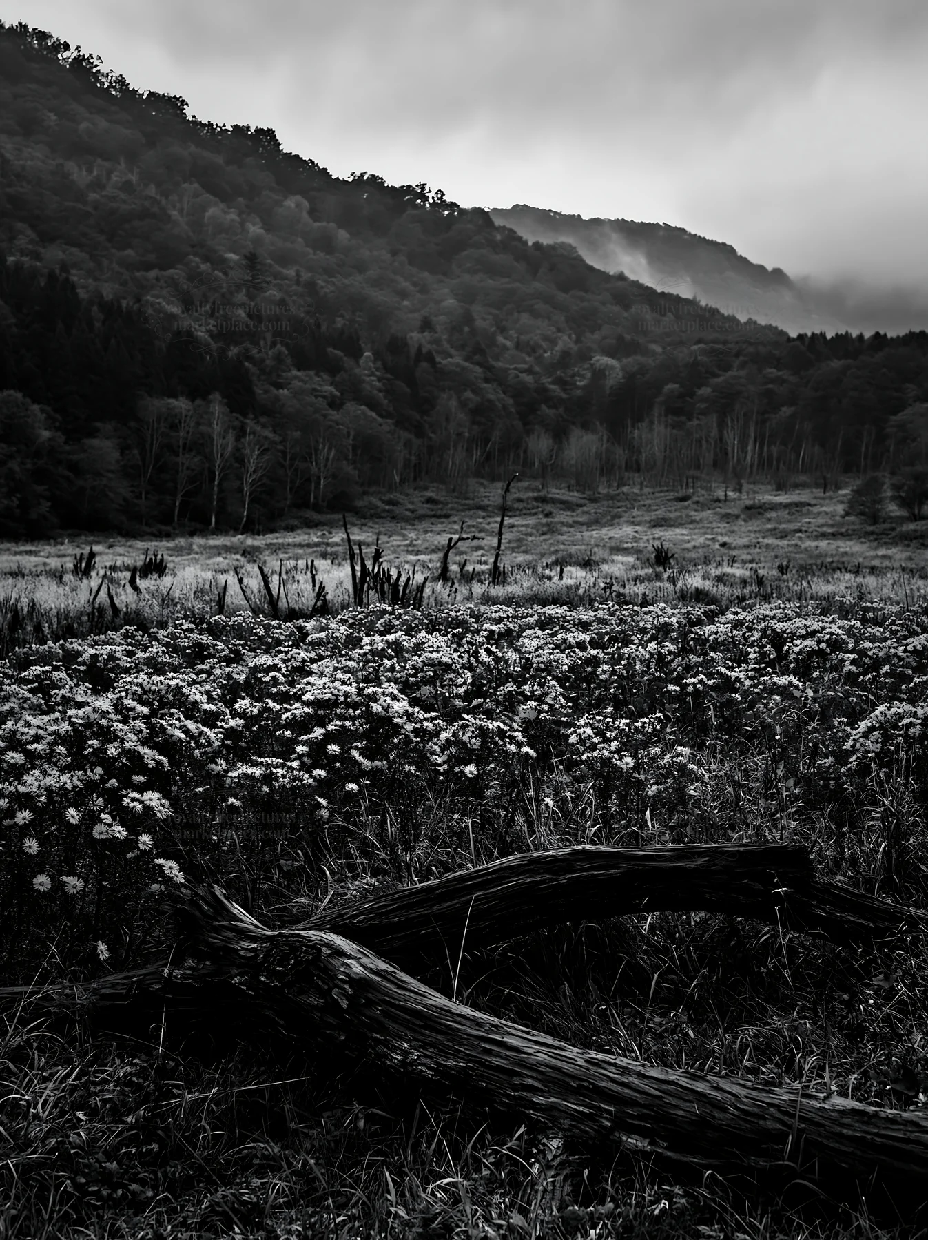 Black and white yamagata rewilded meadow fallen branch foreground - AI-generated stock image
