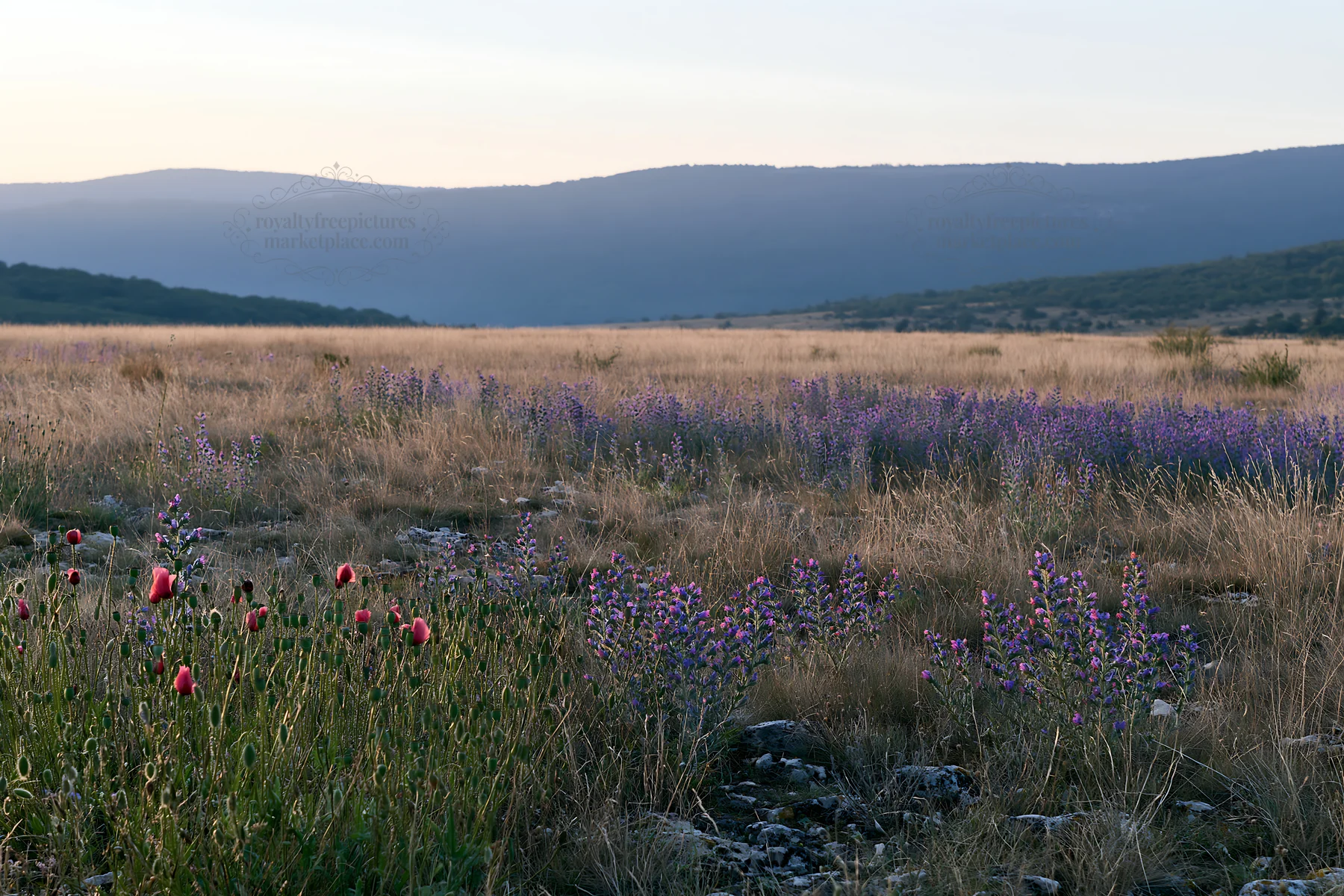 Poppy and larkspur meadow under evening light - AI-generated stock image
