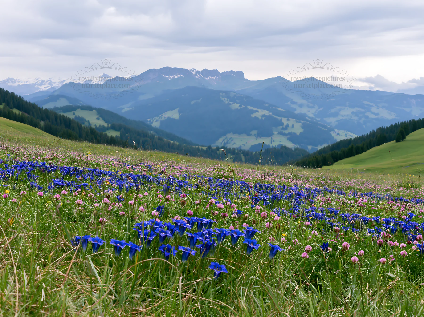 Swiss alpine meadow with flowers and mountains in background - AI-generated stock image