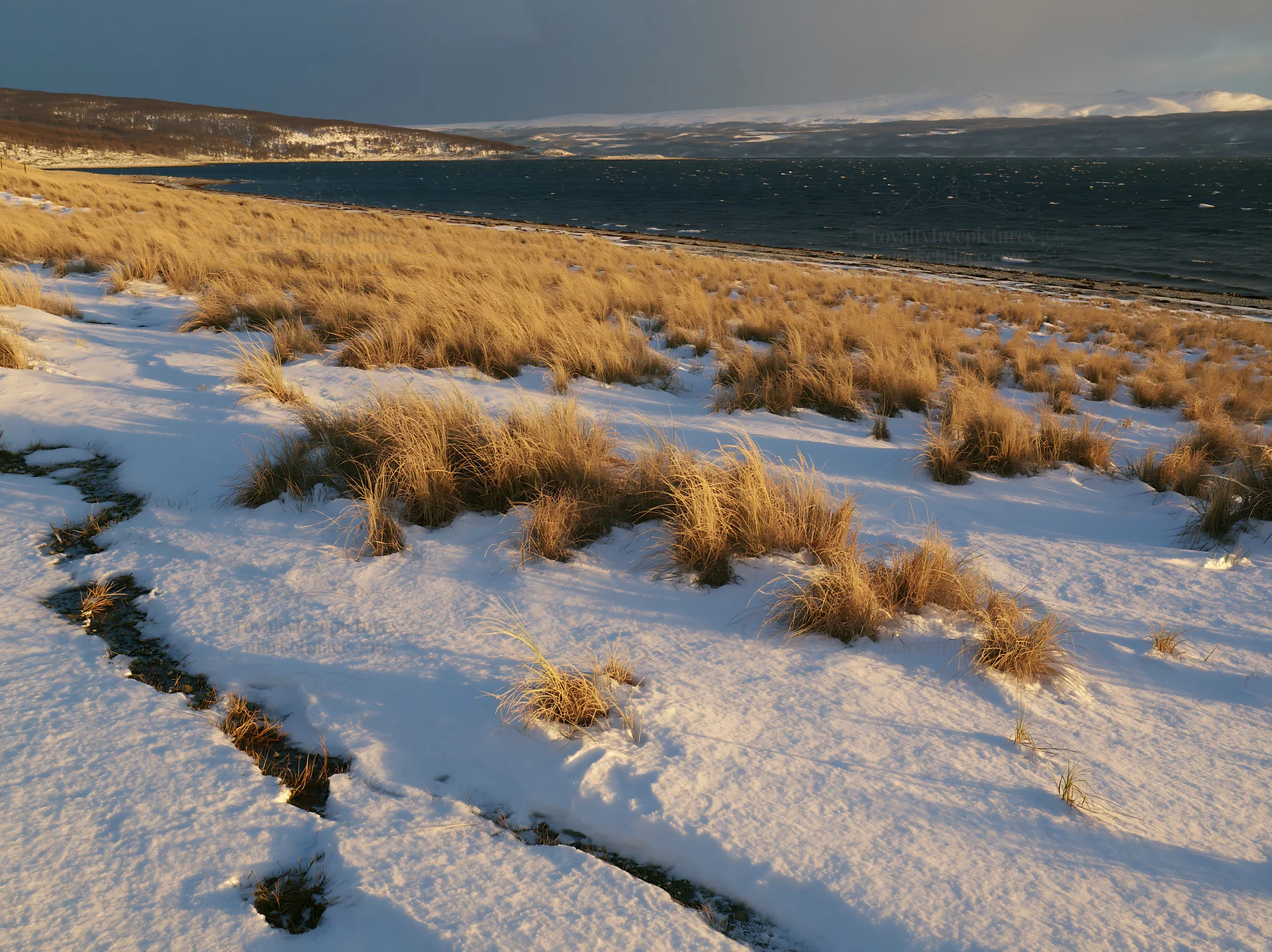 Snowy beach meadow with grass and ocean in the background - AI-generated stock image