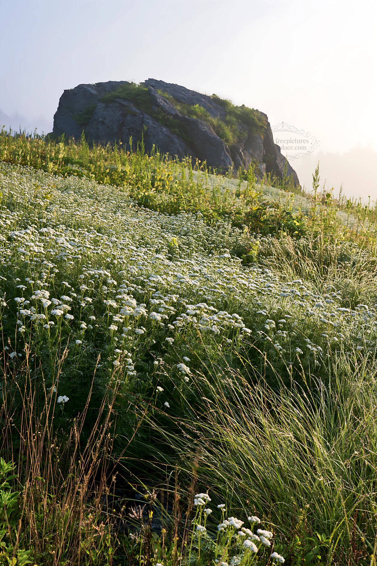 Nagano drought resilient meadow granite boulder - AI-generated stock image
