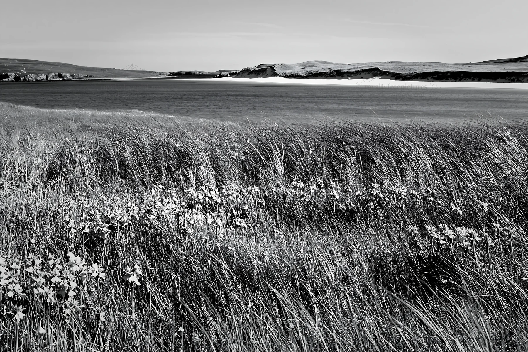 Black and white colorful orchid meadow near a calm blue ocean - AI-generated stock image