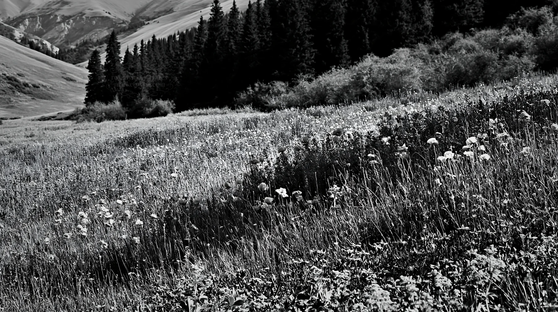 Poppy larkspur meadow with mountains and trees in the background - AI-generated stock image