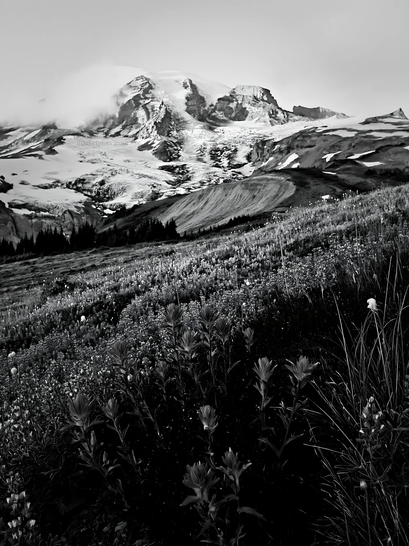 Mount Rainier lupine meadow with mountain in background - AI-generated stock image