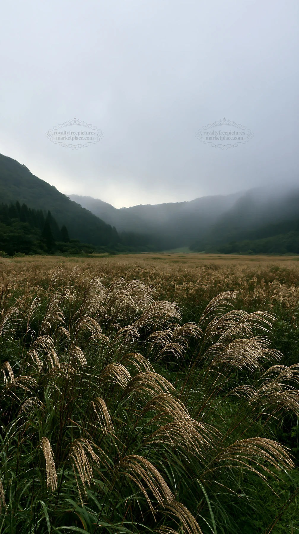 Iwate rain refreshed meadow seedhead foreground - AI-generated stock image