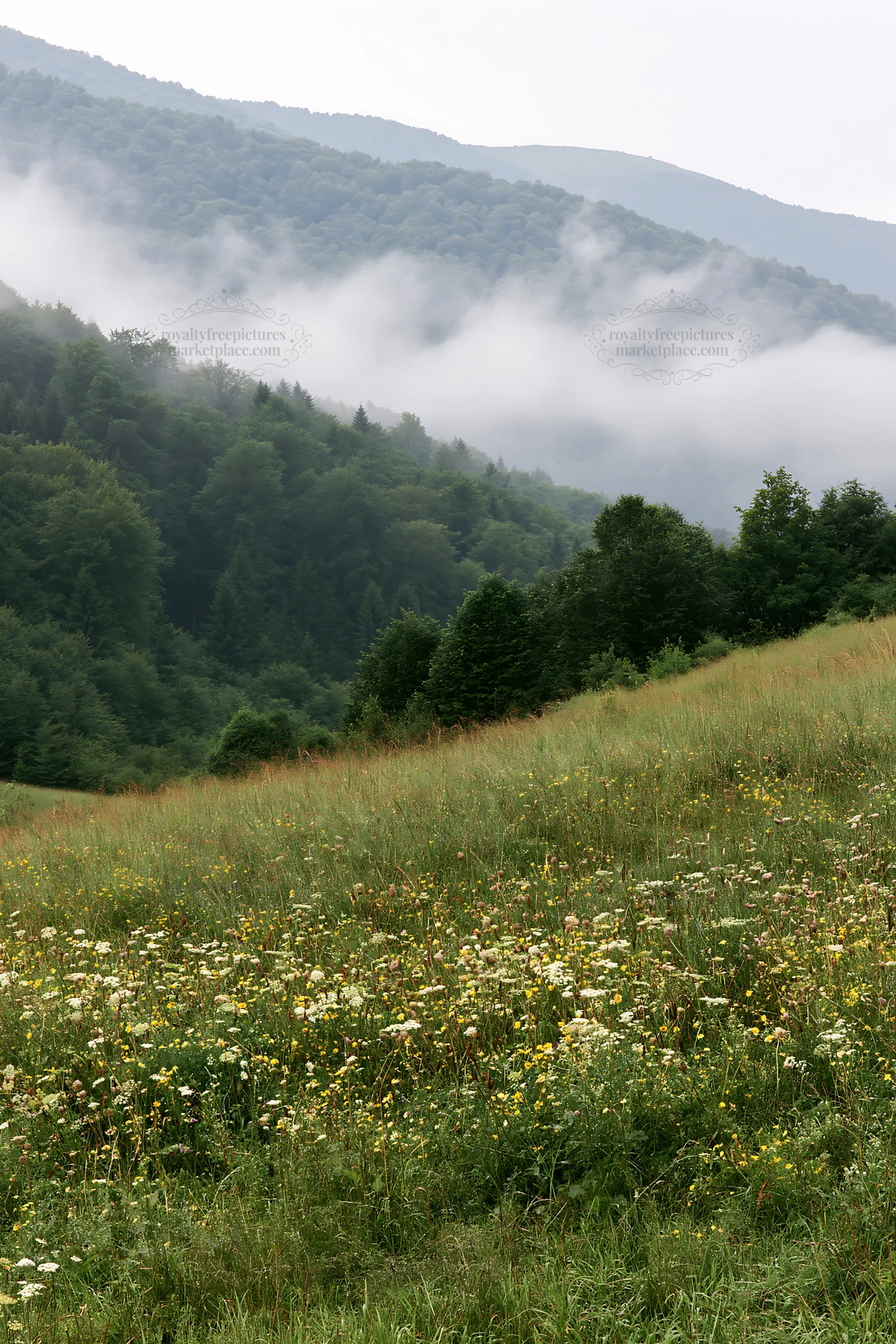 Meadow with seedheads and mountains in the background - AI-generated stock image