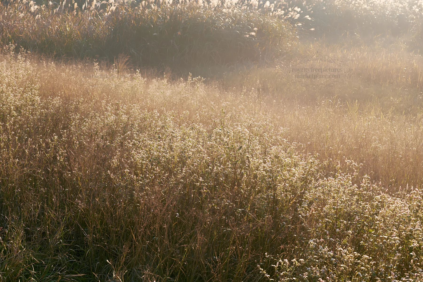 Tokyo urban biodiversity meadow with seedheads in morning light - AI-generated stock image