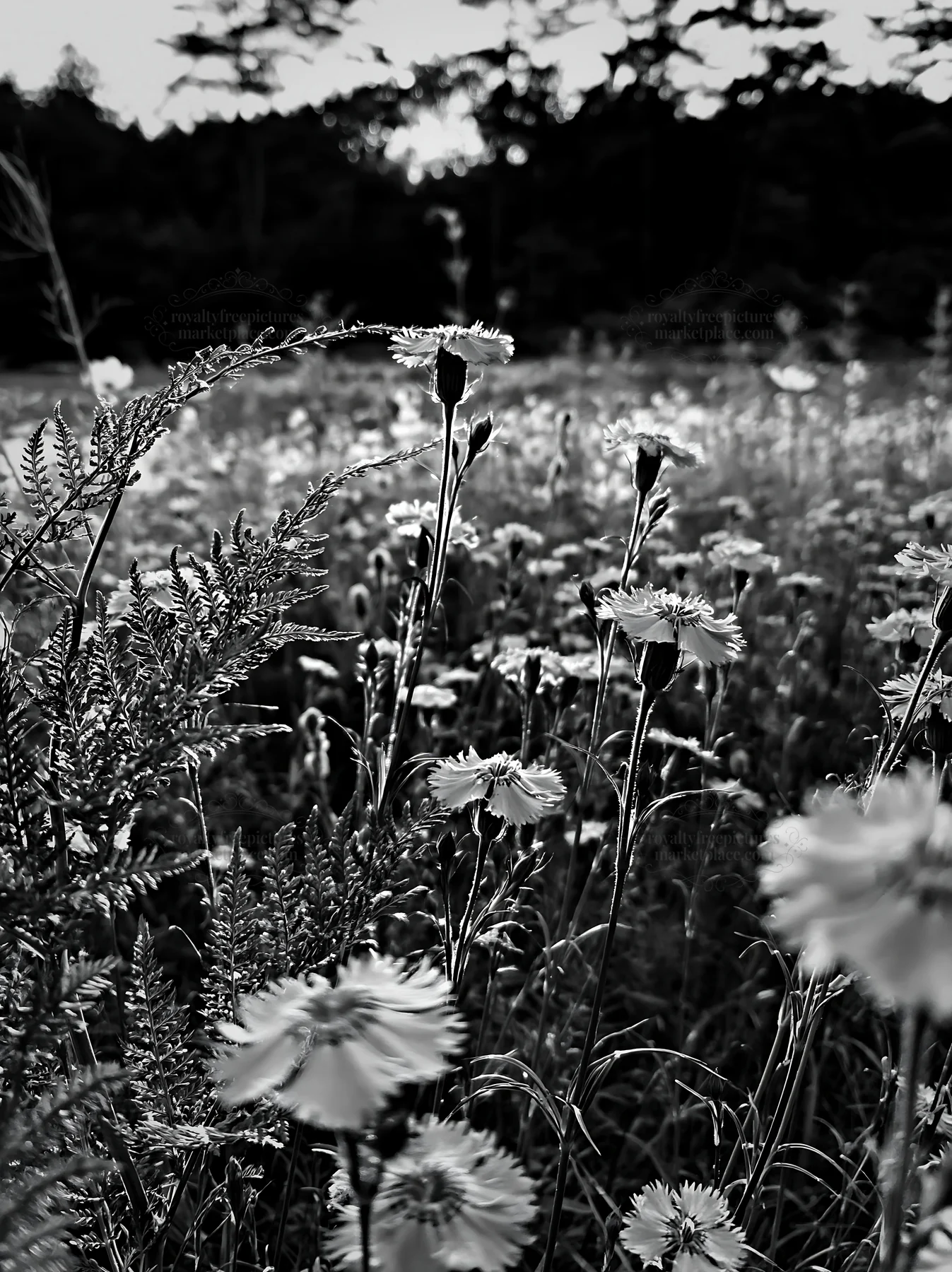 Black and white nara summer meadow with fern foreground - AI-generated stock image