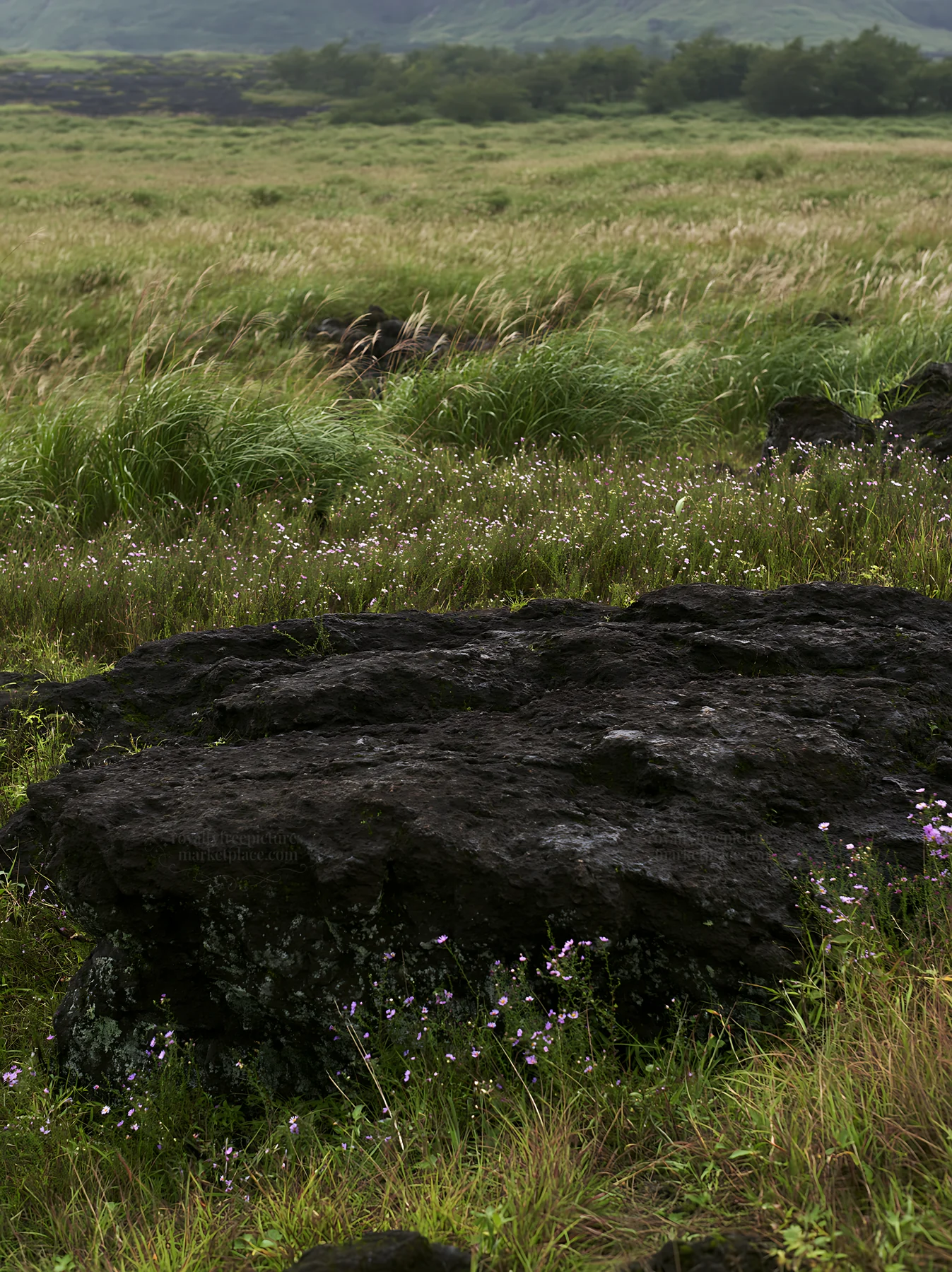Kumamoto volcanic meadow dark rock foreground shows unique landscape - AI-generated stock image
