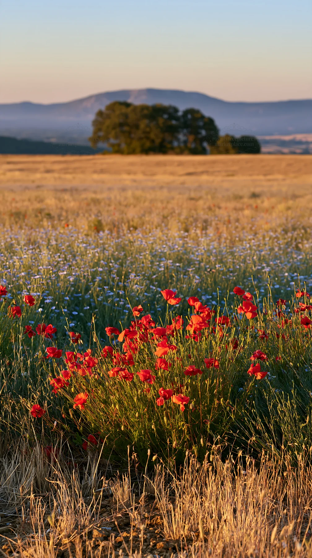 Poppy flax meadow during sunset in open field - AI-generated stock image