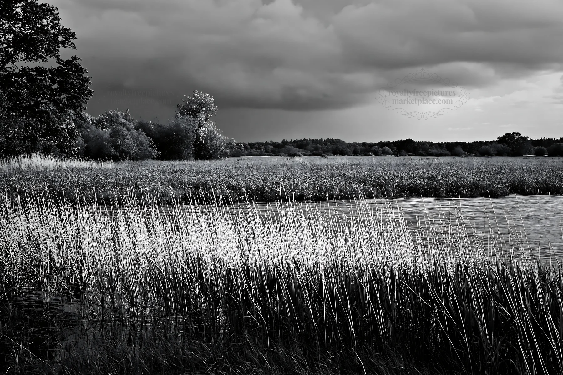 Saga floodplain meadow with reeds and cloudy sky - AI-generated stock image