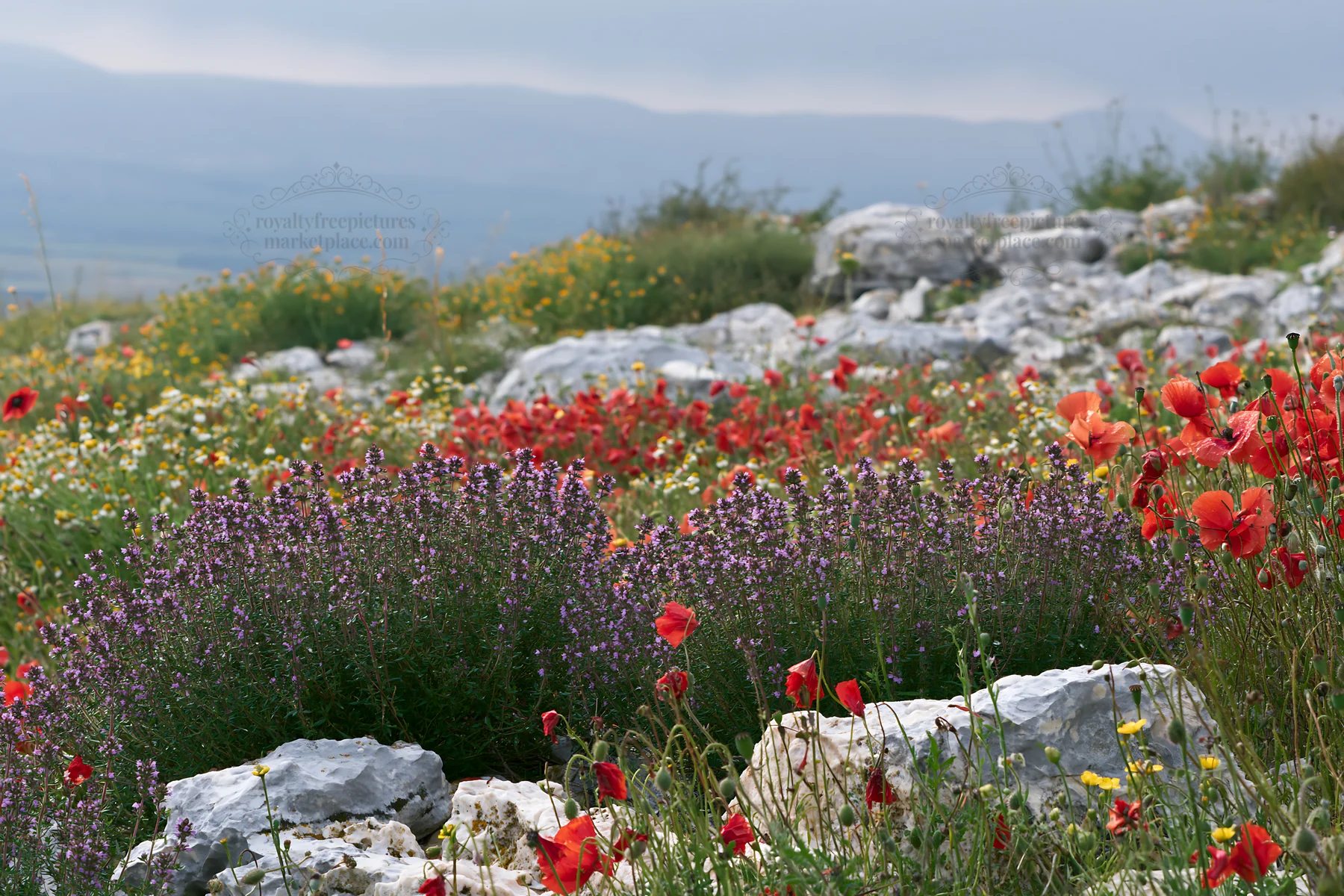 Rainwashed meadow with colorful flowers and rocky terrain - AI-generated stock image