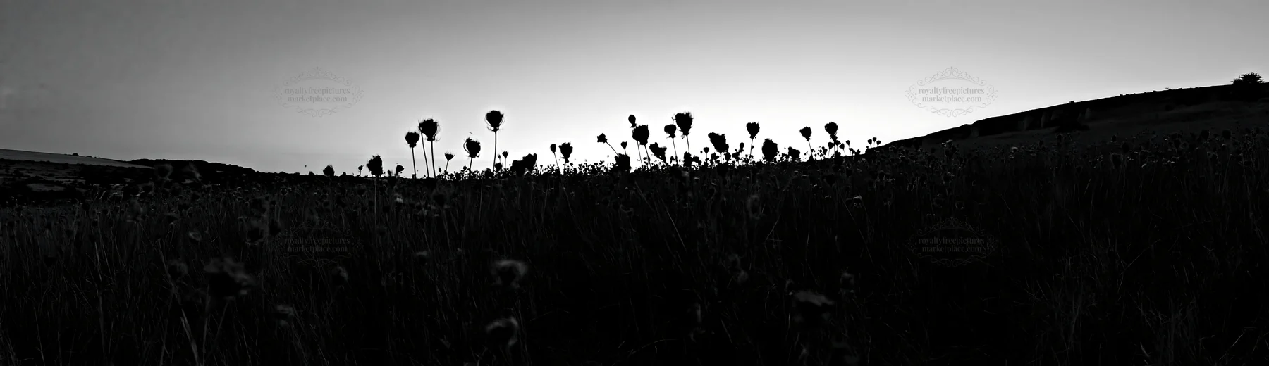 Meadow with seedheads at dusk in black and white - AI-generated stock image