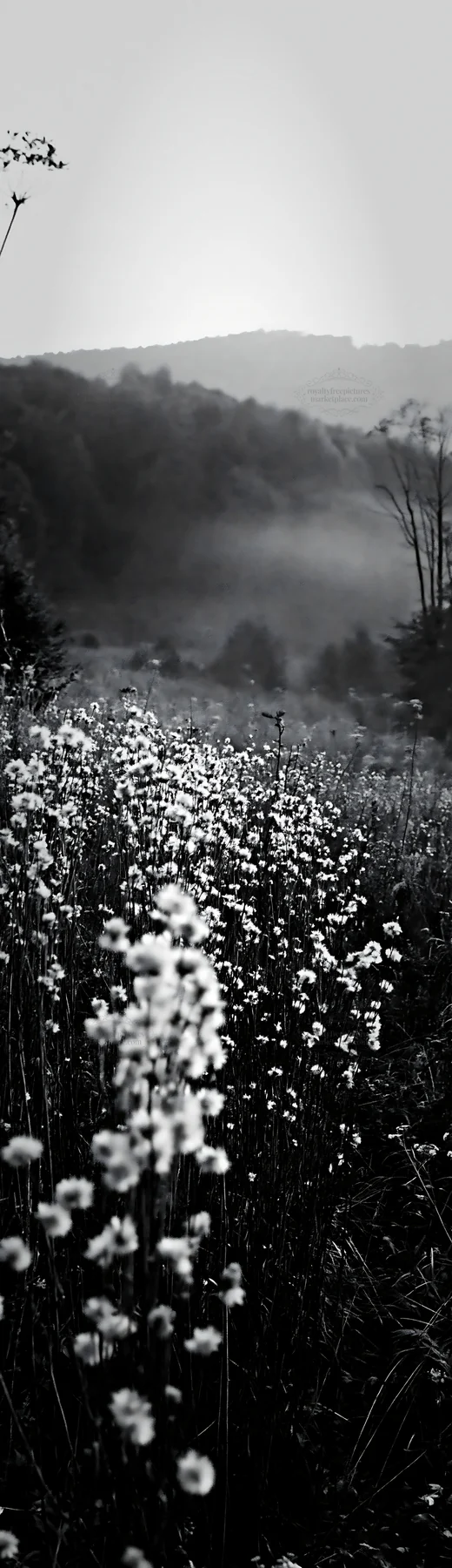 Meadow seedheads backlit at dusk in black and white - AI-generated stock image