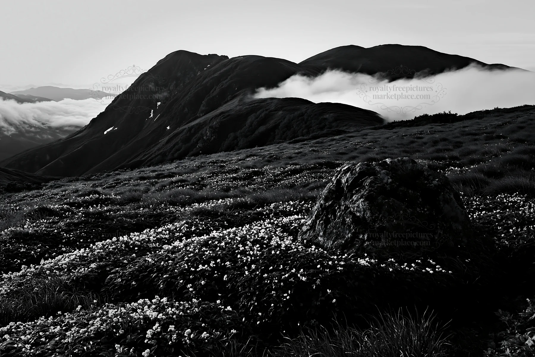 Black and white aomori climate resilient meadow with boulder enhances landscape - AI-generated stock image