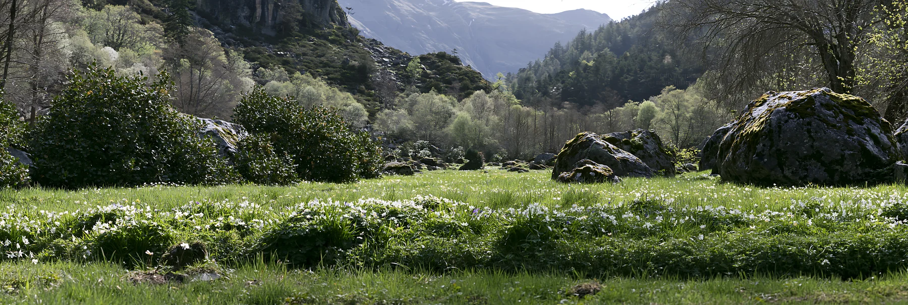 Green meadow landscape with rocks and distant mountains - AI-generated stock image