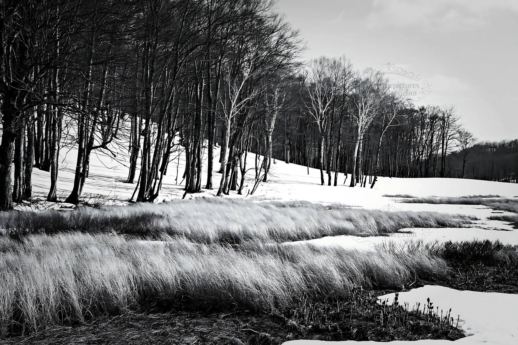 Akita meadow with snowmelt and silver grasses - AI-generated stock image