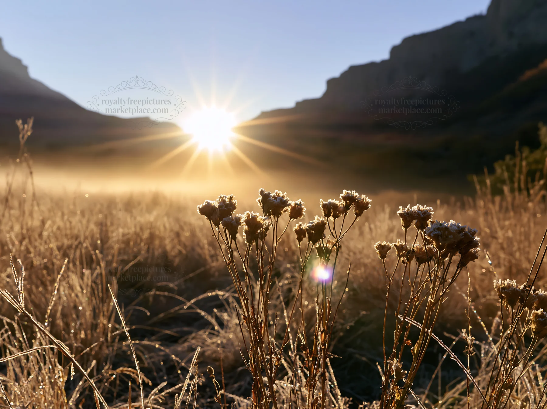 Frosty meadow sunrise in a mountain valley - AI-generated stock image