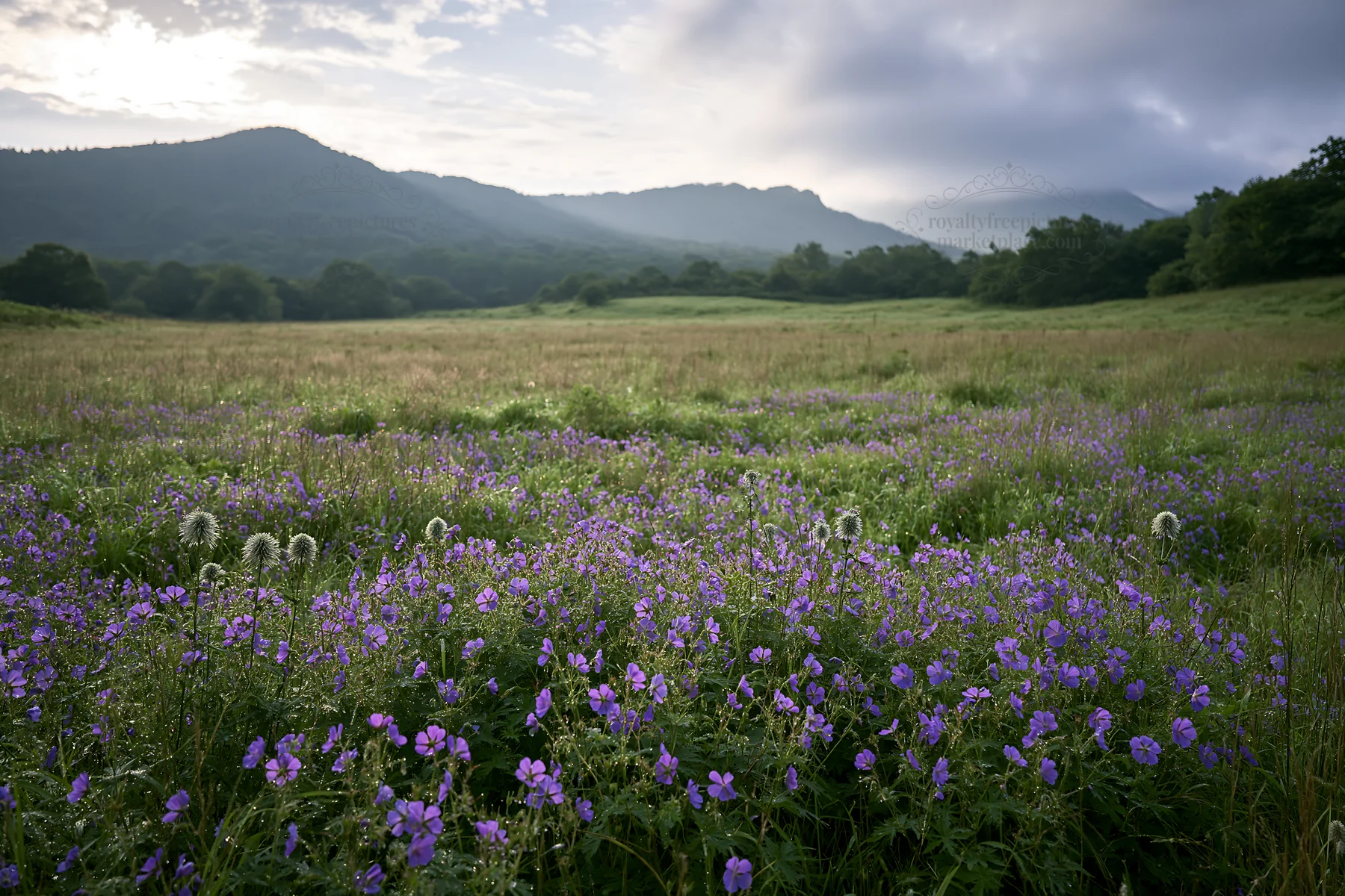 Expansive Hokkaido restoration meadow with dewdrops - AI-generated stock image