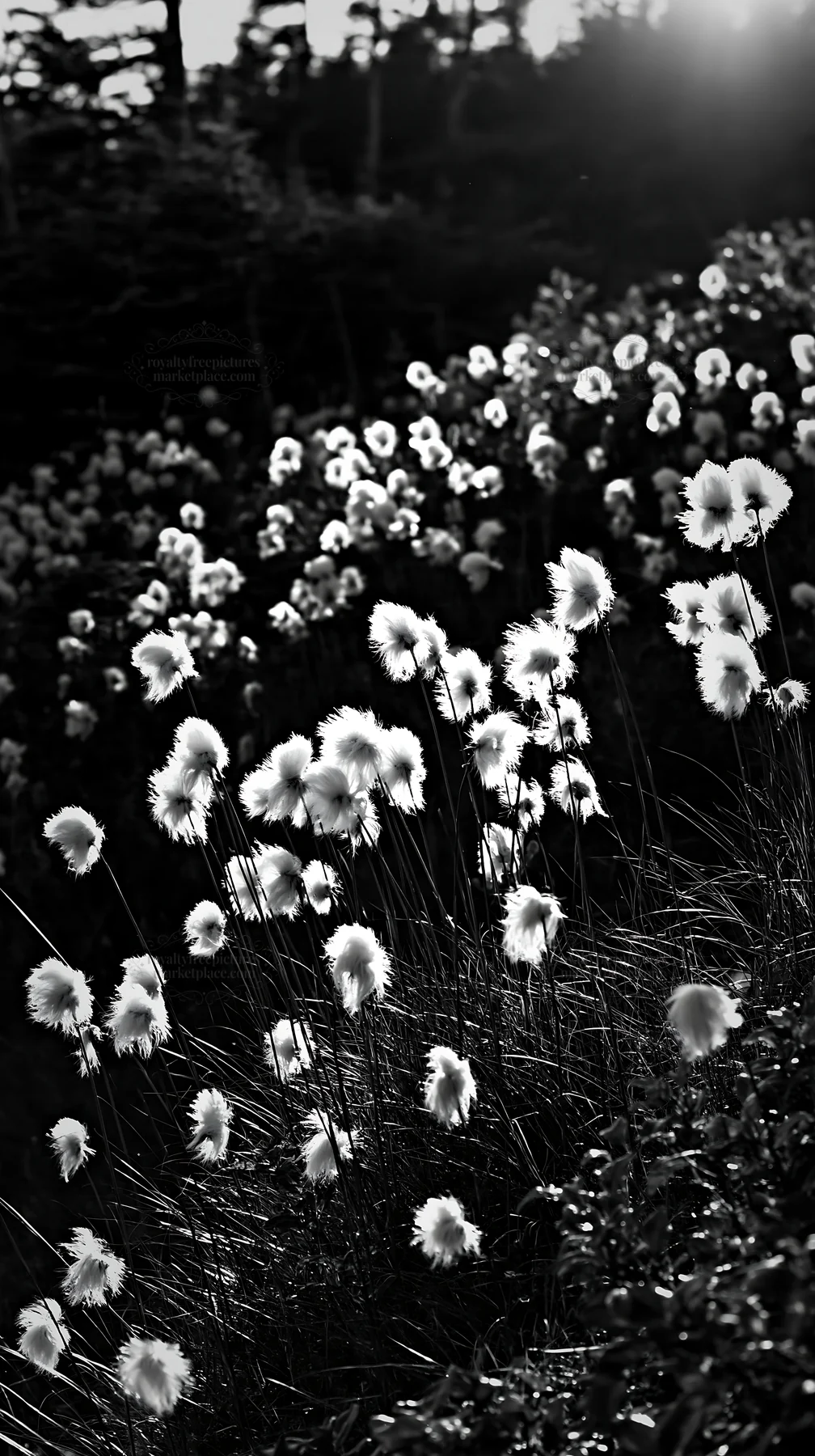 Cottongrass meadow glow during golden hour - AI-generated stock image