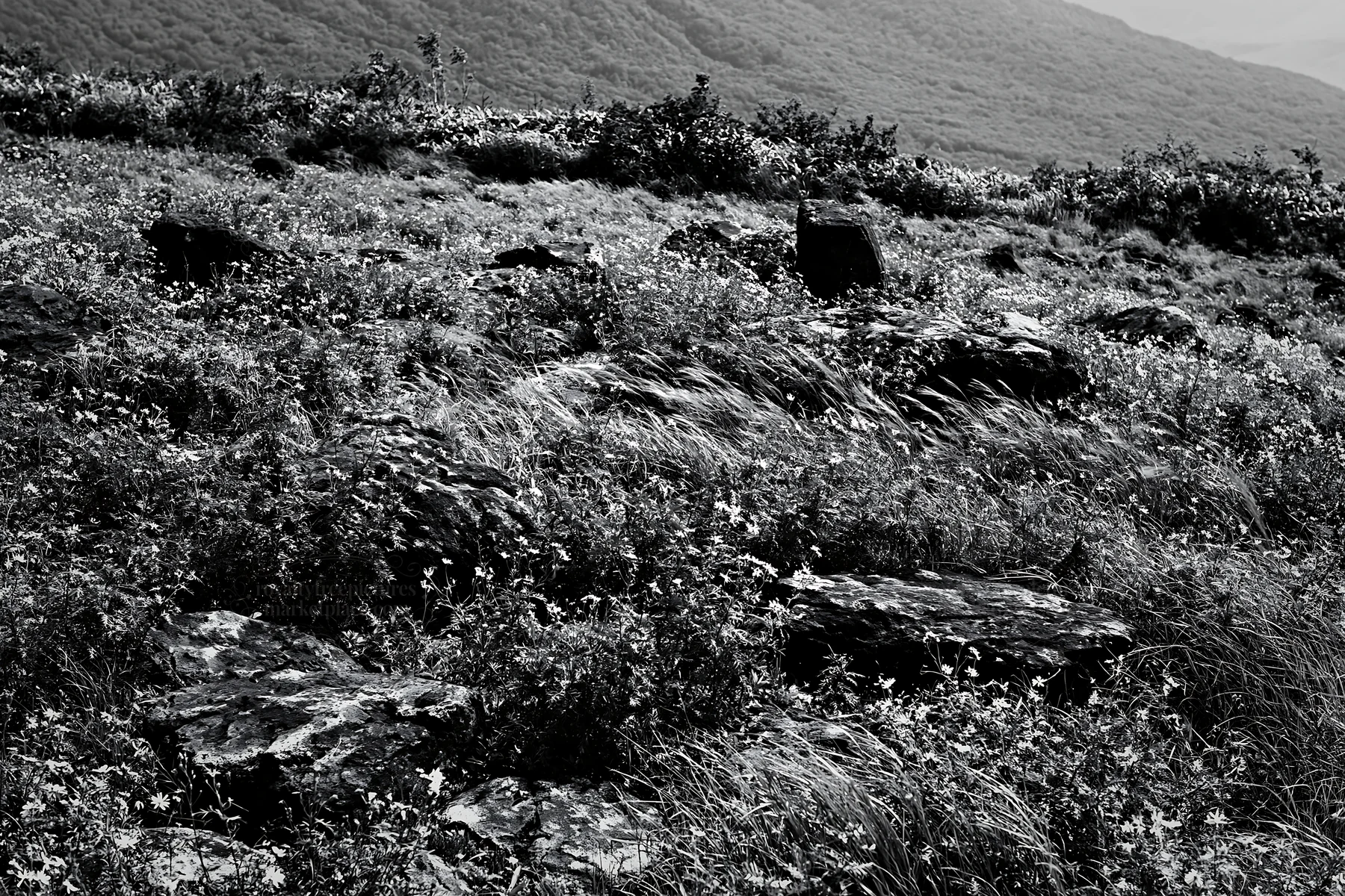 Black and white yamanashi regenerative meadow with basalt stones and green grass - AI-generated stock image