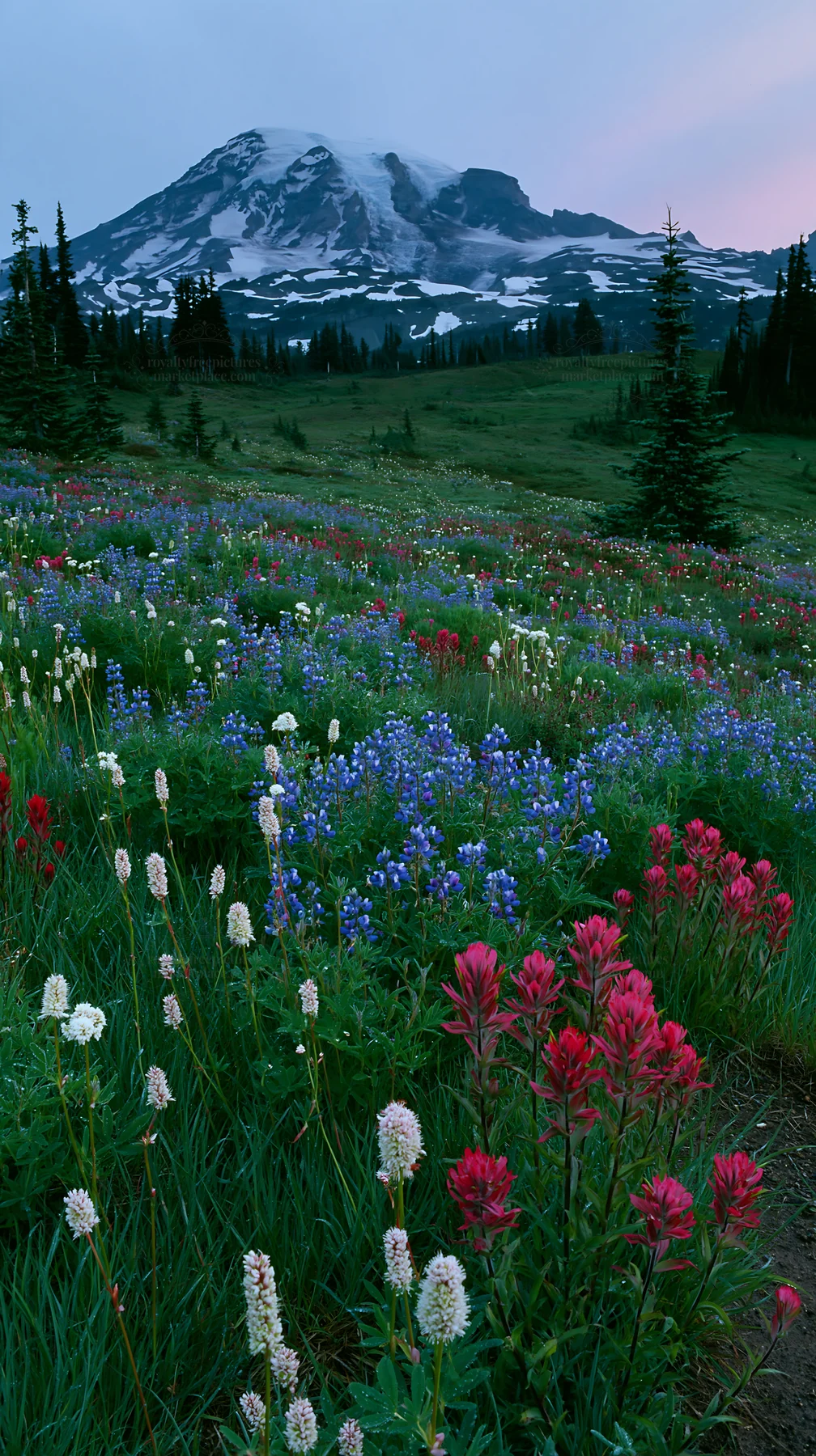 Mount Rainier paintbrush lupine meadow with vivid wildflowers - AI-generated stock image