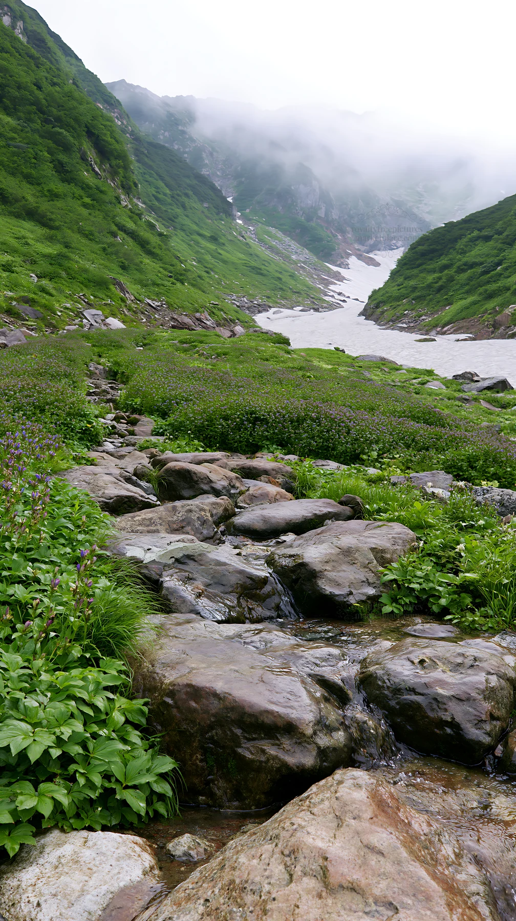 Toyama alpine meadow snowmelt rock foreground invites exploration - AI-generated stock image