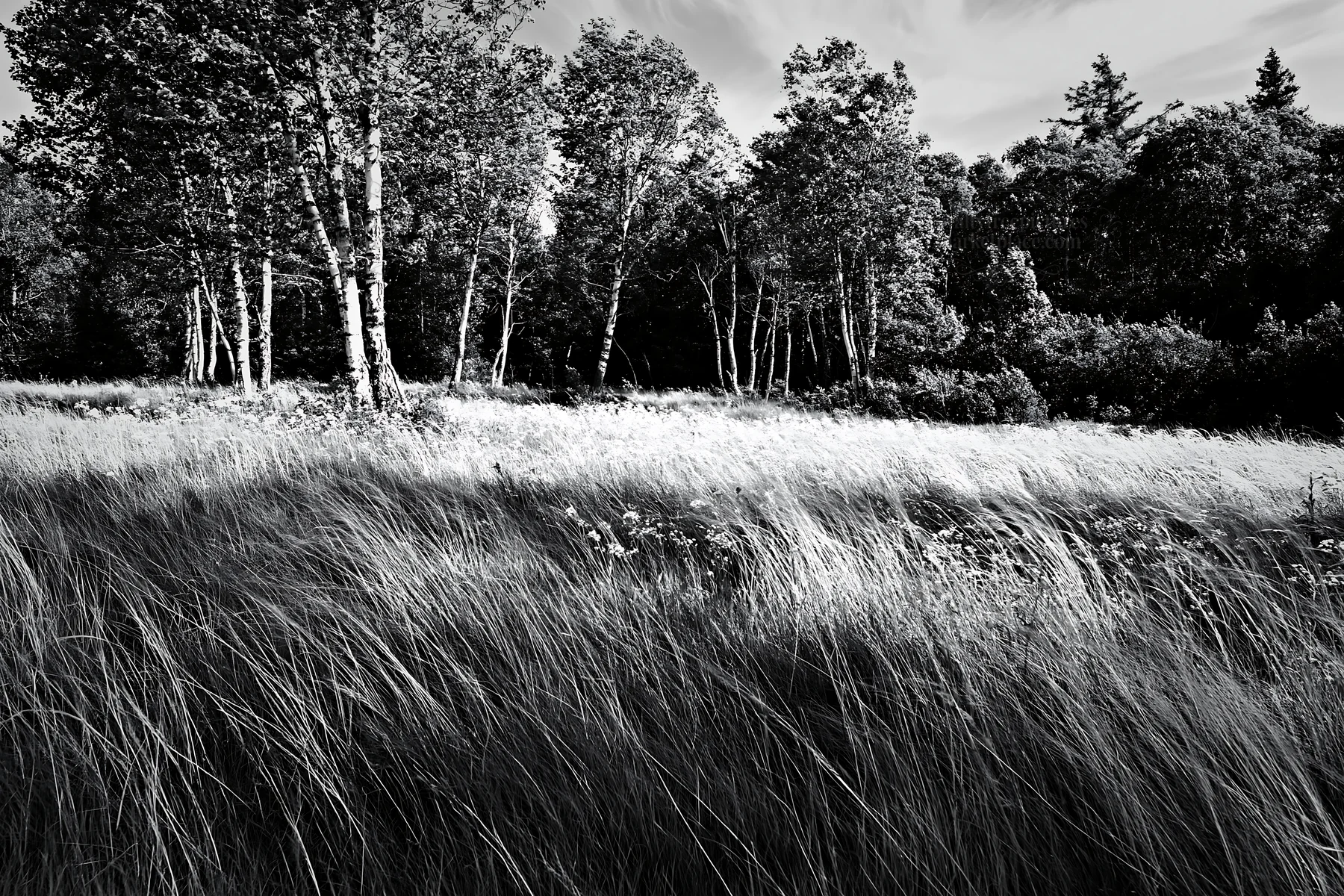 Black and white birch forest meadow with tall grasses and green trees - AI-generated stock image