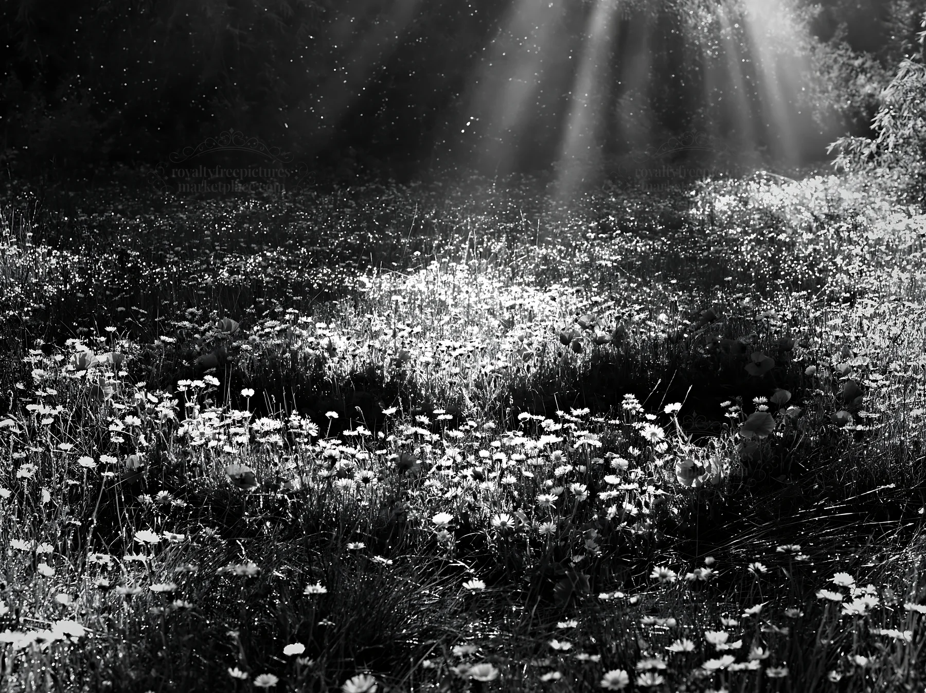 Meadow with Christmas lights and sunbeams shining through clouds - AI-generated stock image