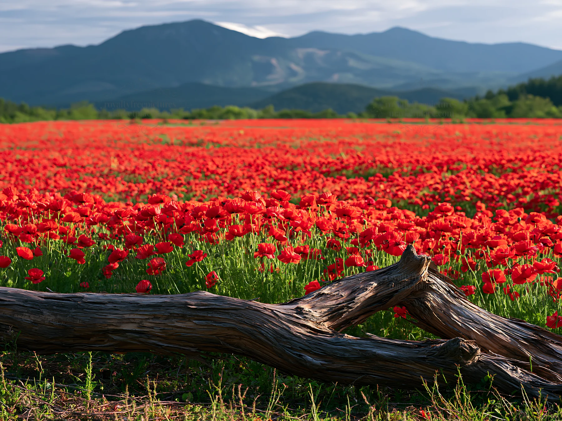 Yamagata rewilded meadow fallen branch foreground - AI-generated stock image