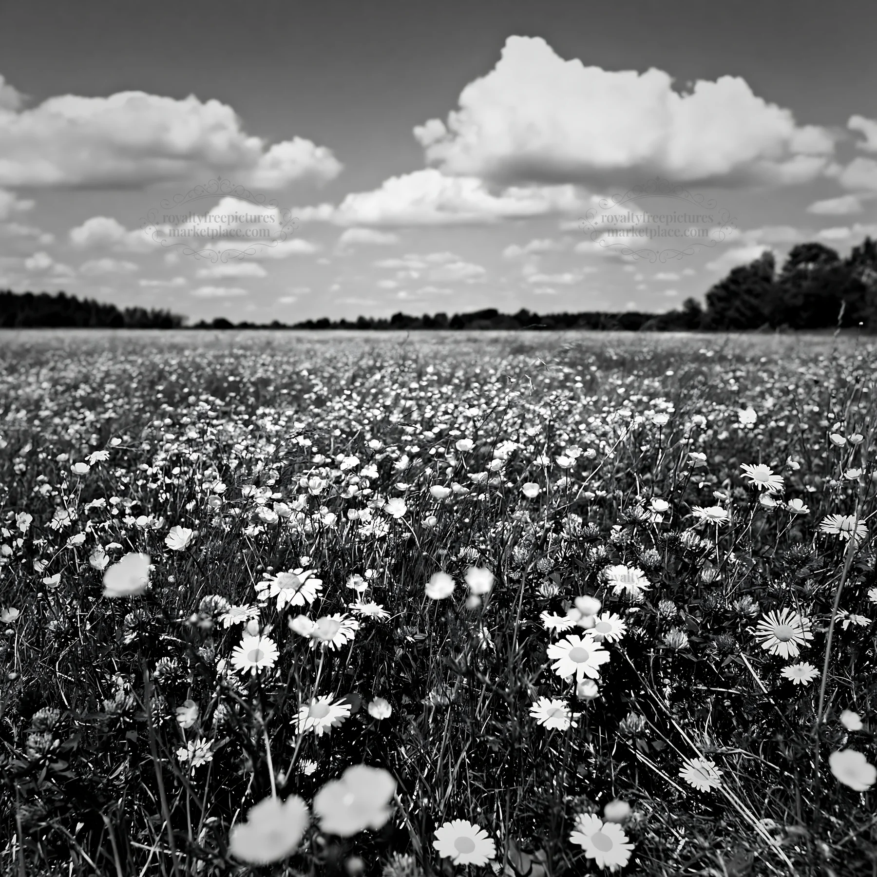 Colorful buttercup meadow under bright sky with clouds - AI-generated stock image